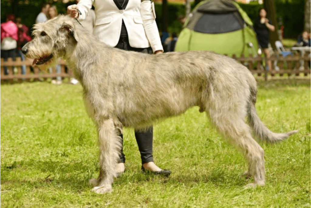 Conheça as 3 Maiores Raças de Cachorro do Mundo