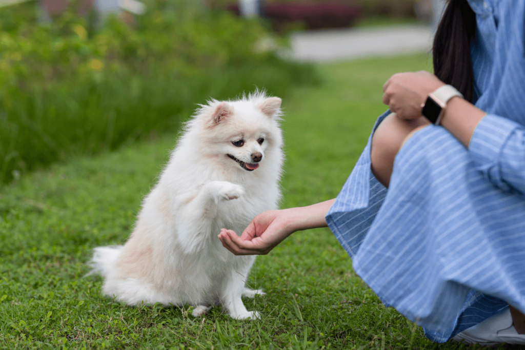 Dicas de Adestramento Para o Seu Pet